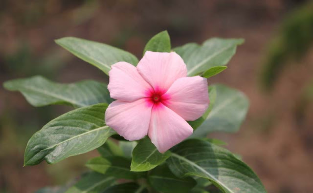 Vinca Flowers Pictures