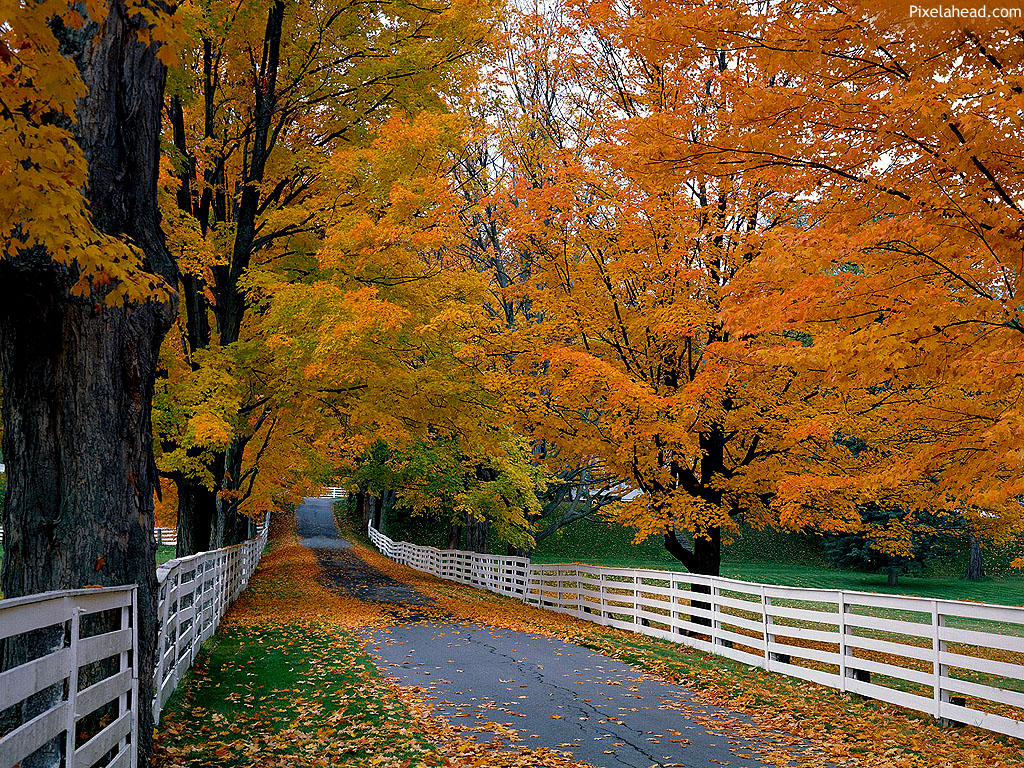 http://4.bp.blogspot.com/-P41yp-fud-k/UGBty70yVoI/AAAAAAAAAHA/b-59mljFZeE/s1600/fall-wallpaper-8.jpg