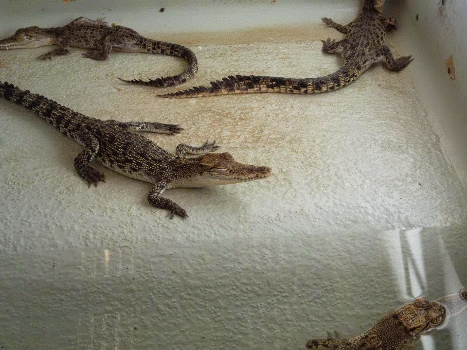 baby crocodiles crocodile farm at Puerto Prinsesa