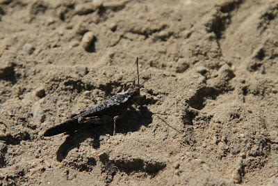 Bigheaded Grasshopper (Aulocara elliotti)