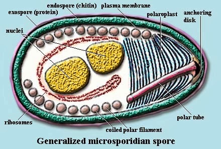 Chytridiomycota+Characteristics Unicellular parasites that are also known as endobiotic fungi which ...