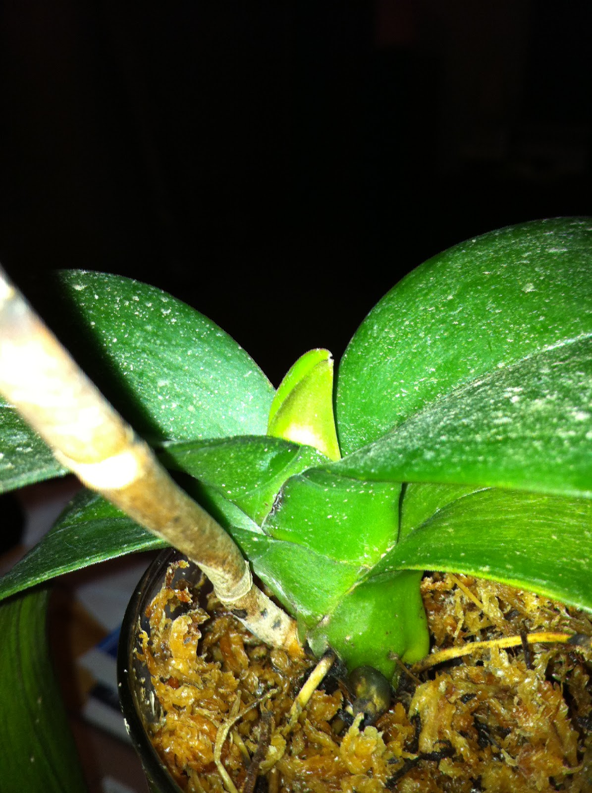 Mad about...... Dying Phalaenopsis Orchid Lives Again???