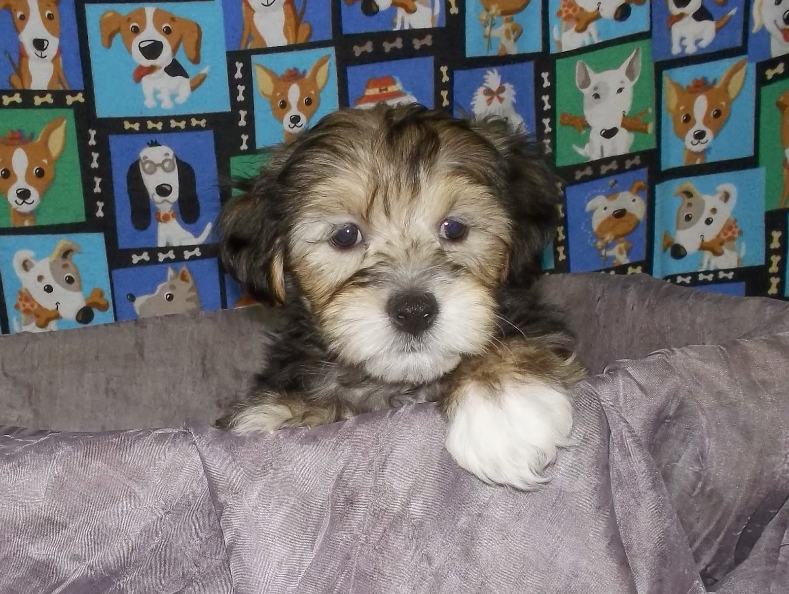 B & C Kennels Morkies & Chorkies & Porkies