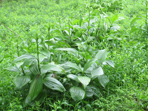 false hellebore