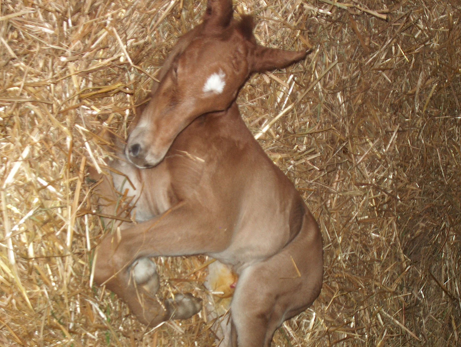 Cuidados del Caballo: Potros recién nacidos