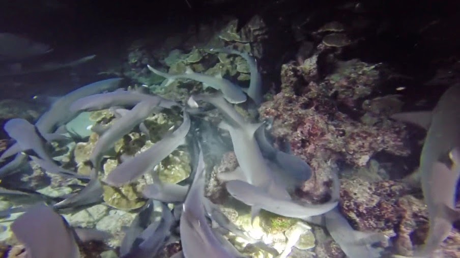 Whitetip reef sharks feed over a reef off Cocos Island Whitetip reef sharks feeding frenzy off Cocos Island