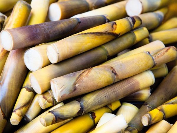 bamboo shoot