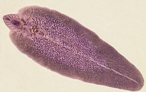 Opiniones de Trematoda