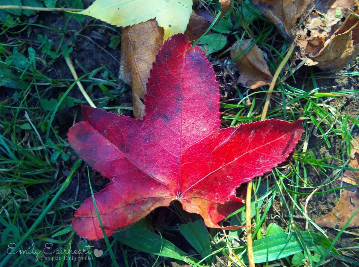 A dark red leaf with the sun shining on it.