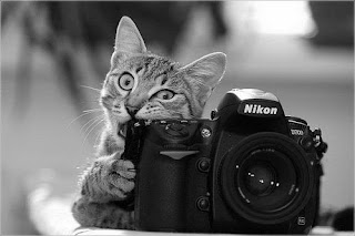 Funny Animals With Camera