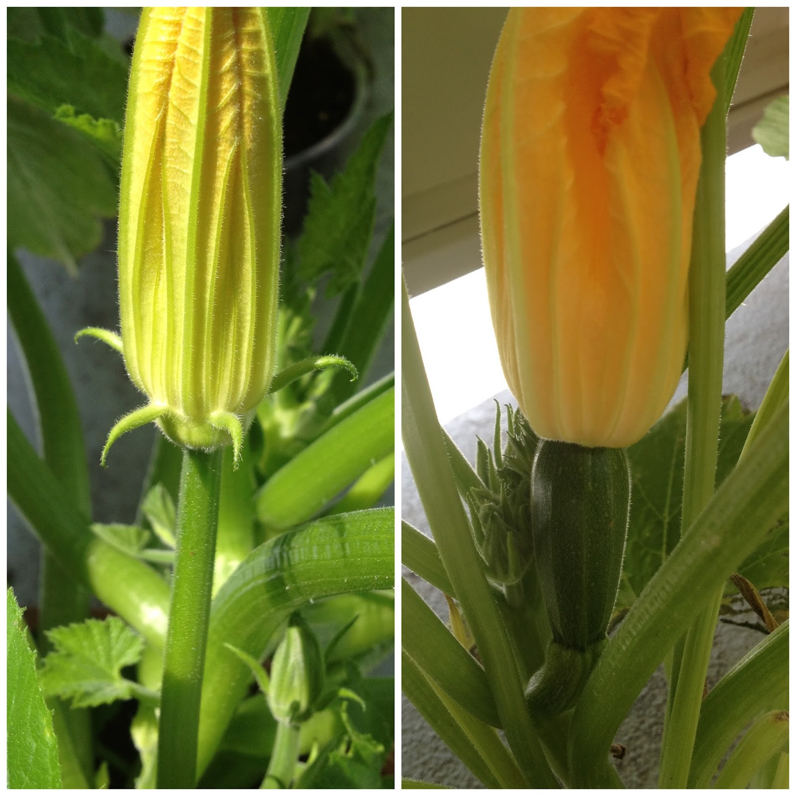 MALE VS FEMALE ZUCCHINI BLOSSOMS MALE VS FEMALE ZUCCHINI BLOSSOMS
