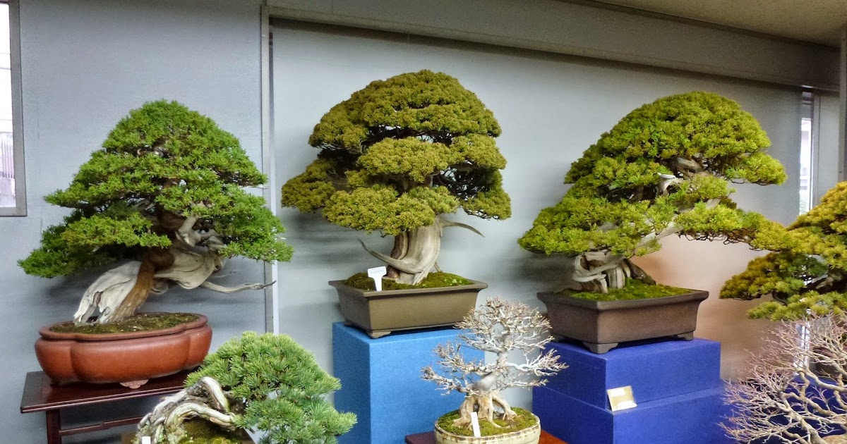 El Tim Bonsai El MomenTIM del Café