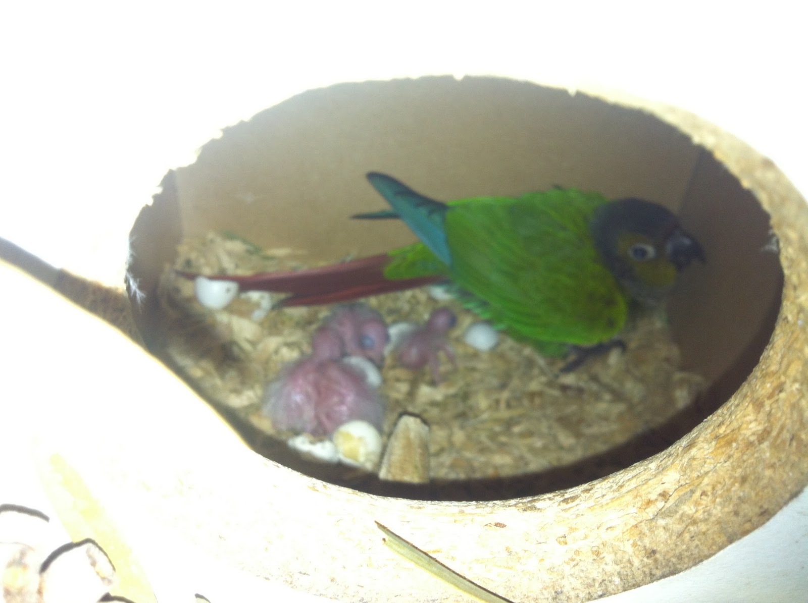 Parrot Breeding Green Cheeked Conures Progress