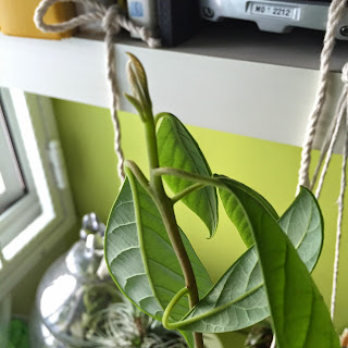 Third Avocado Plant - Third Pruning on 14 May 2015 Third avocado with new branch