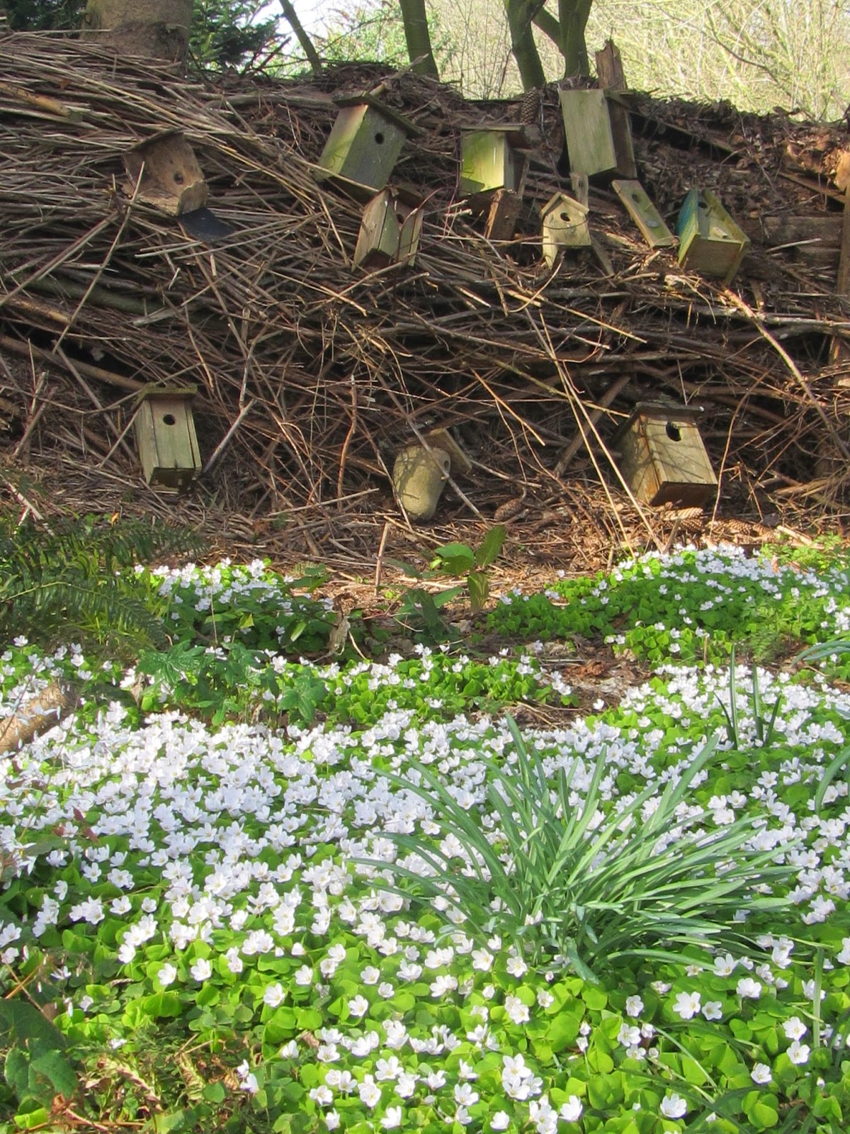 Jan wilde een tuin: maart 2014 Grot bouwen de kwekerij