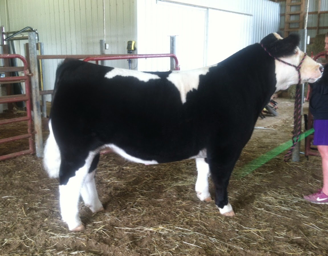 Trausch Farms Ohio State Fair Steer Show