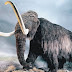 Mammoth Akan Dihidupkan Kembali