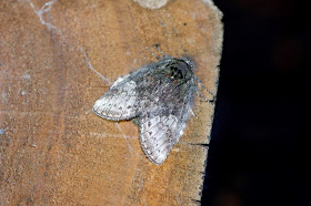 Big Moths Ohio