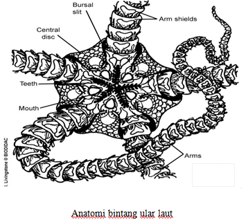 Gambar Bintang Ular Laut Anatomi Contoh Spesiesnya Dosenbiologi