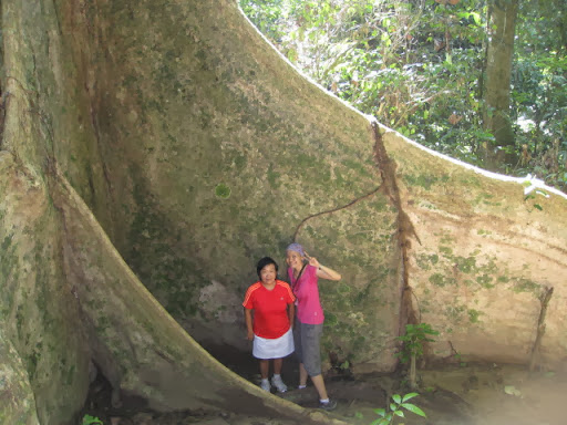 Bukit Mertajam big tree