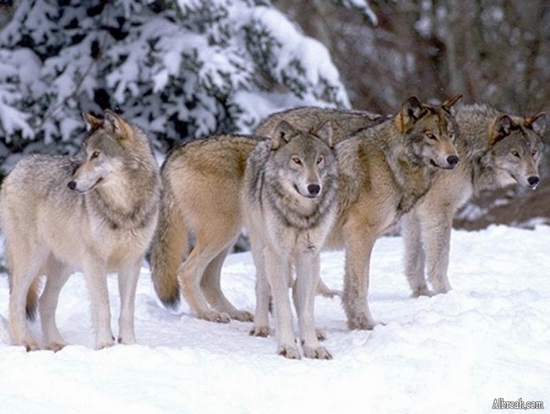 veterinary online: Wolf