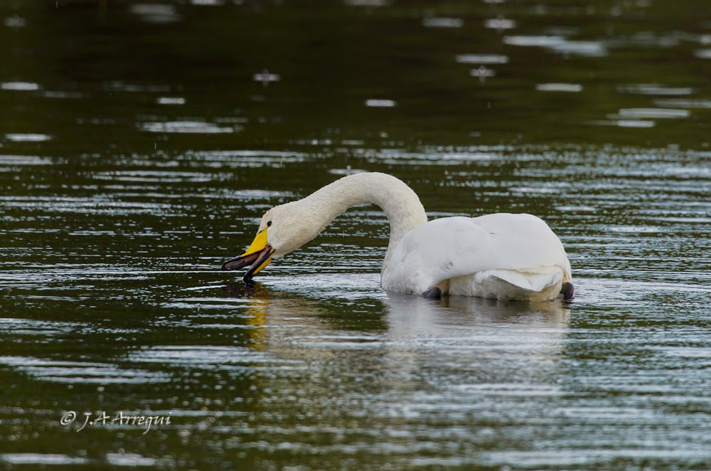 Cisne cantor, Cygnus cygnus, Whooper Swan Cisne cantor, Cygnus cygnus, Whooper Swan