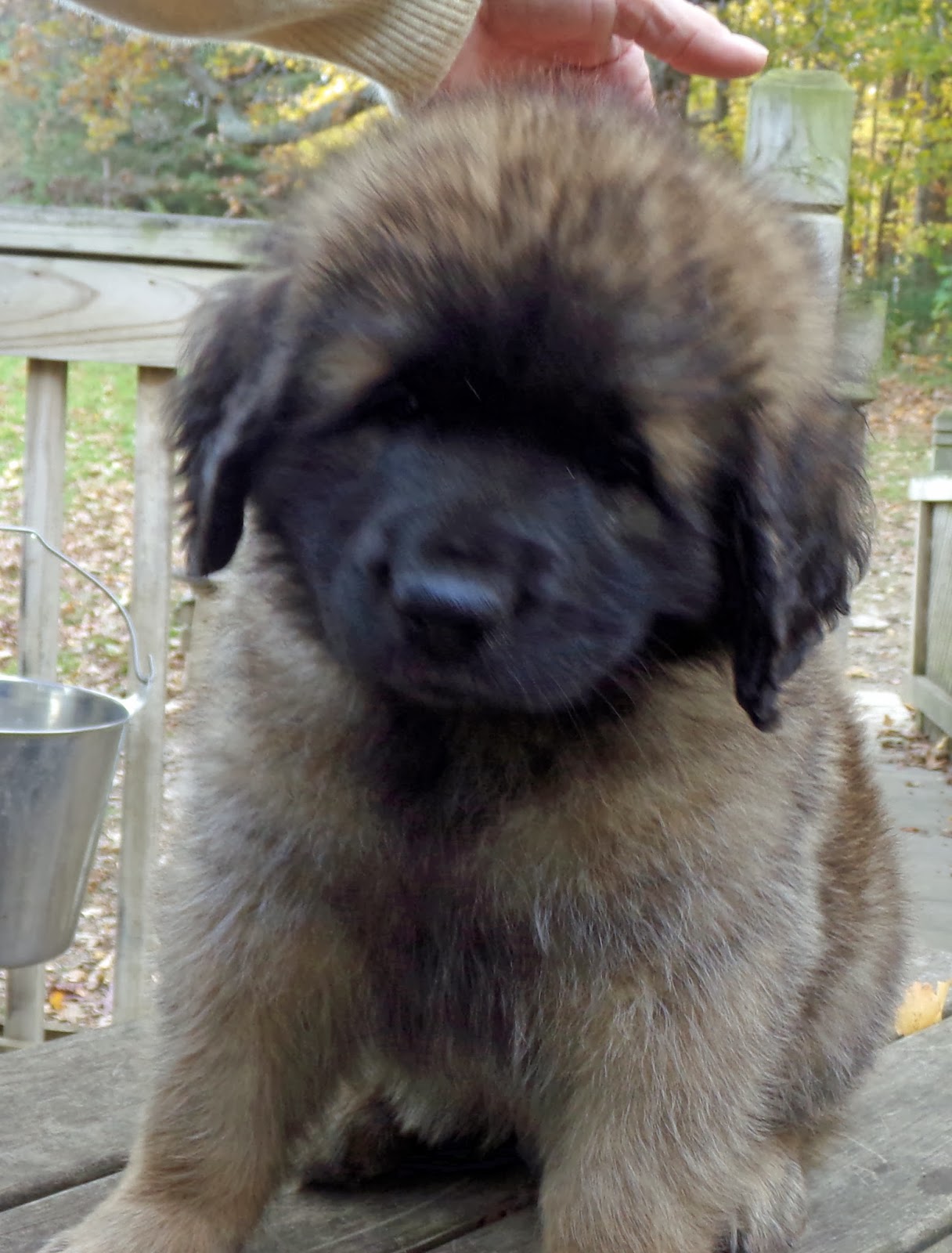 newfoundland puppies oregon pin landseer newfoundland puppies oregon on newfoundland puppies oregon pin landseer newfoundland puppies oregon on