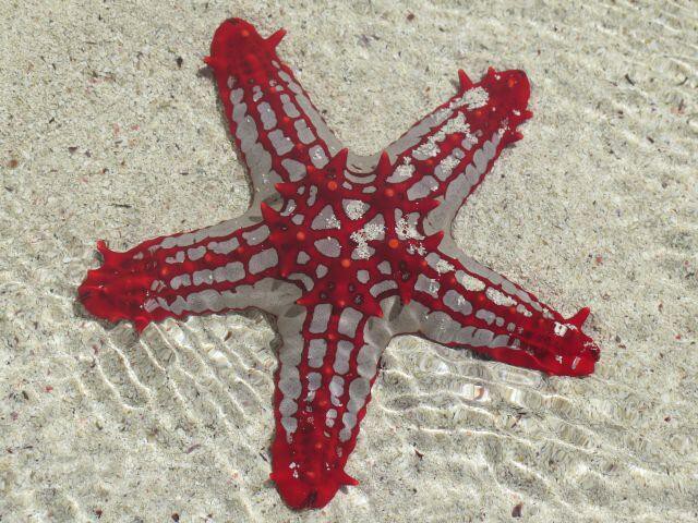 the echinoblog happy holidays
