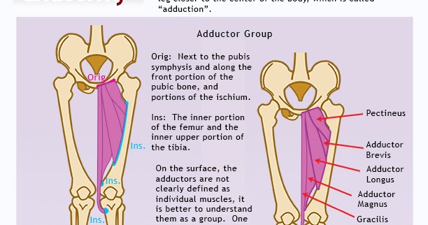 Drawsh: The Adductor Group