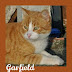 Ο Garfield ο γατούλης προς υιοθεσία...