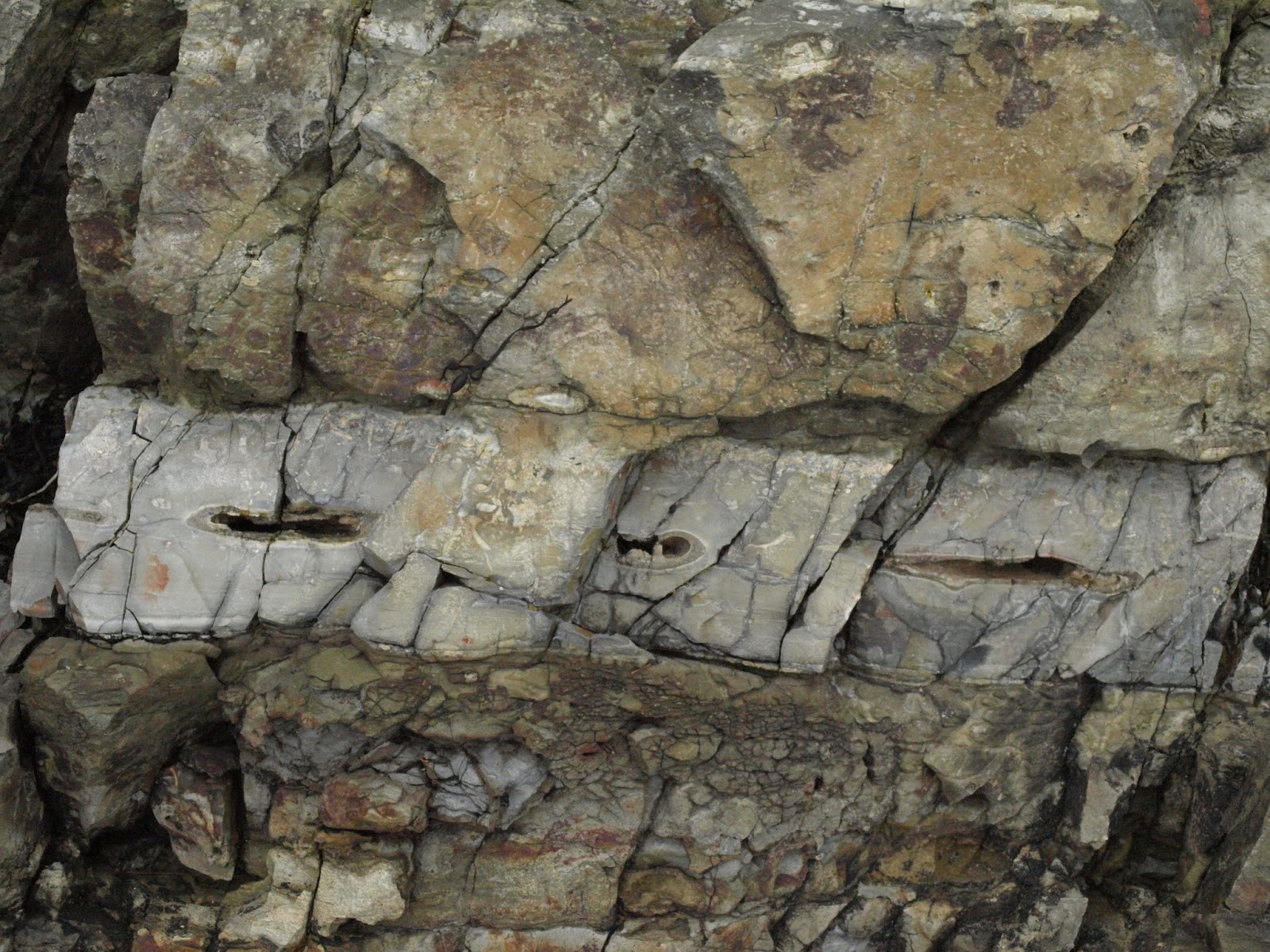 Fossil hunting in Maine Fossil Hunting Trips The Fossil Forum