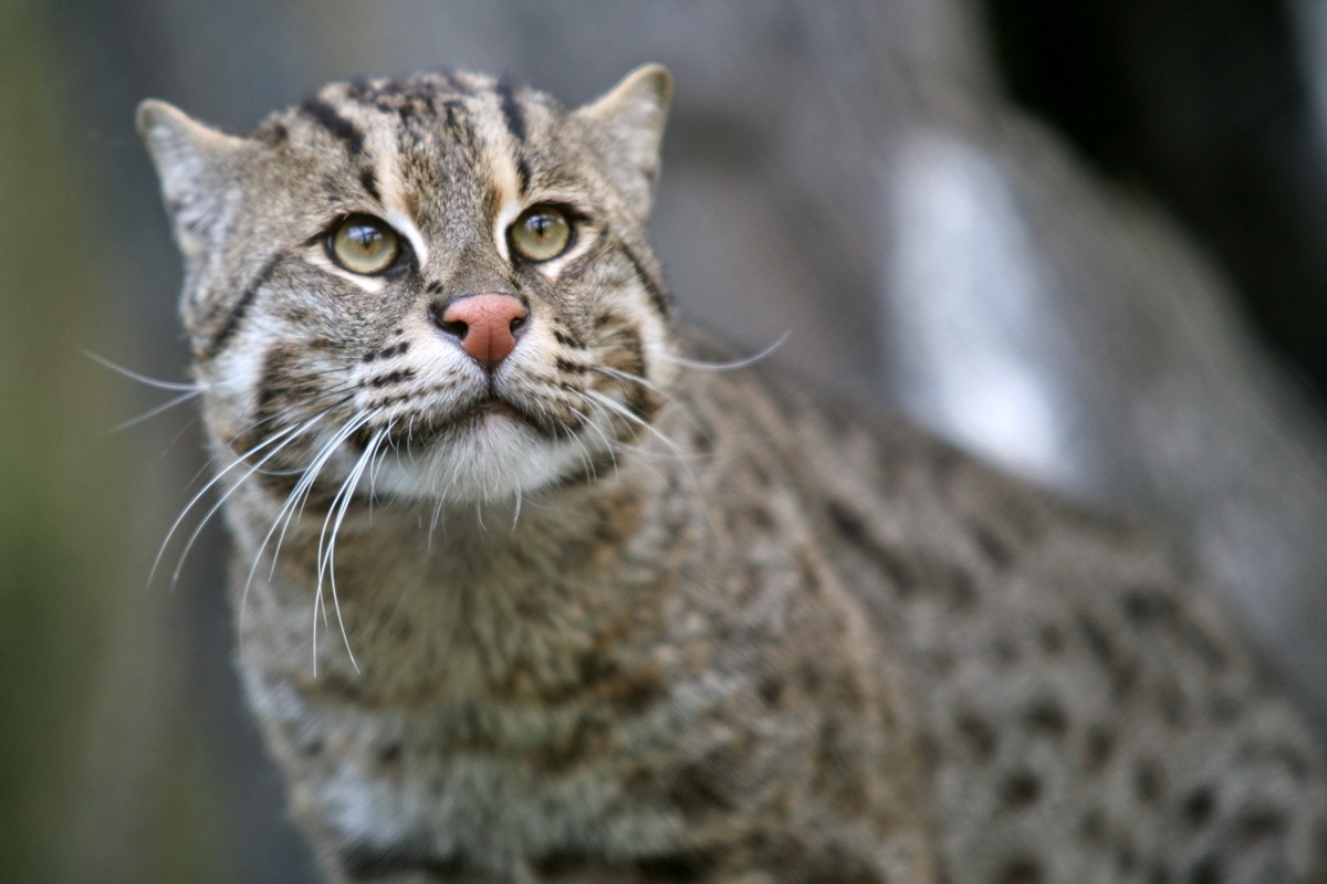 Fishing Cat Animal Wildlife