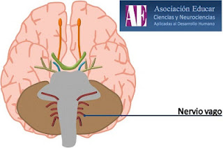 neurobiologia neurobiologia
