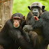 Por que os Chimpanzés não evoluiram como os humanos?