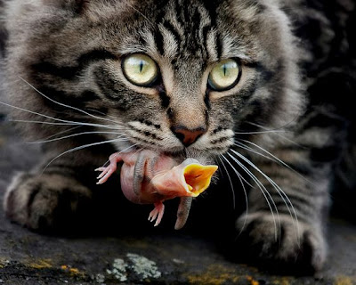 Best Wildlife Pictures2011
