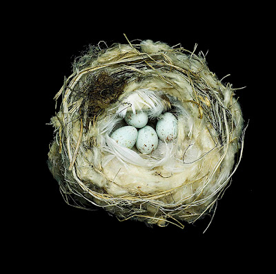 Birds Nests Photography by Sharon Beals Seen On www.coolpicturegallery.us Birds Nests Photography by Sharon Beals Seen On www.coolpicturegallery.us