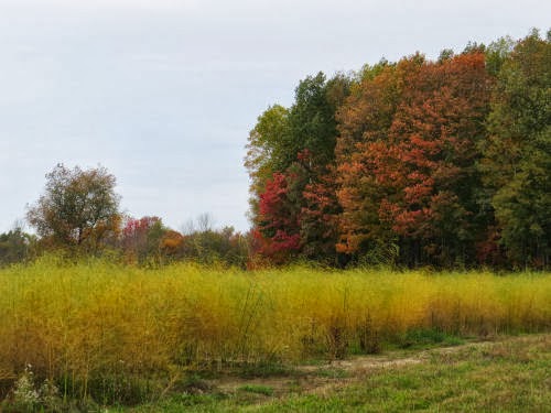 asparagus field in fall