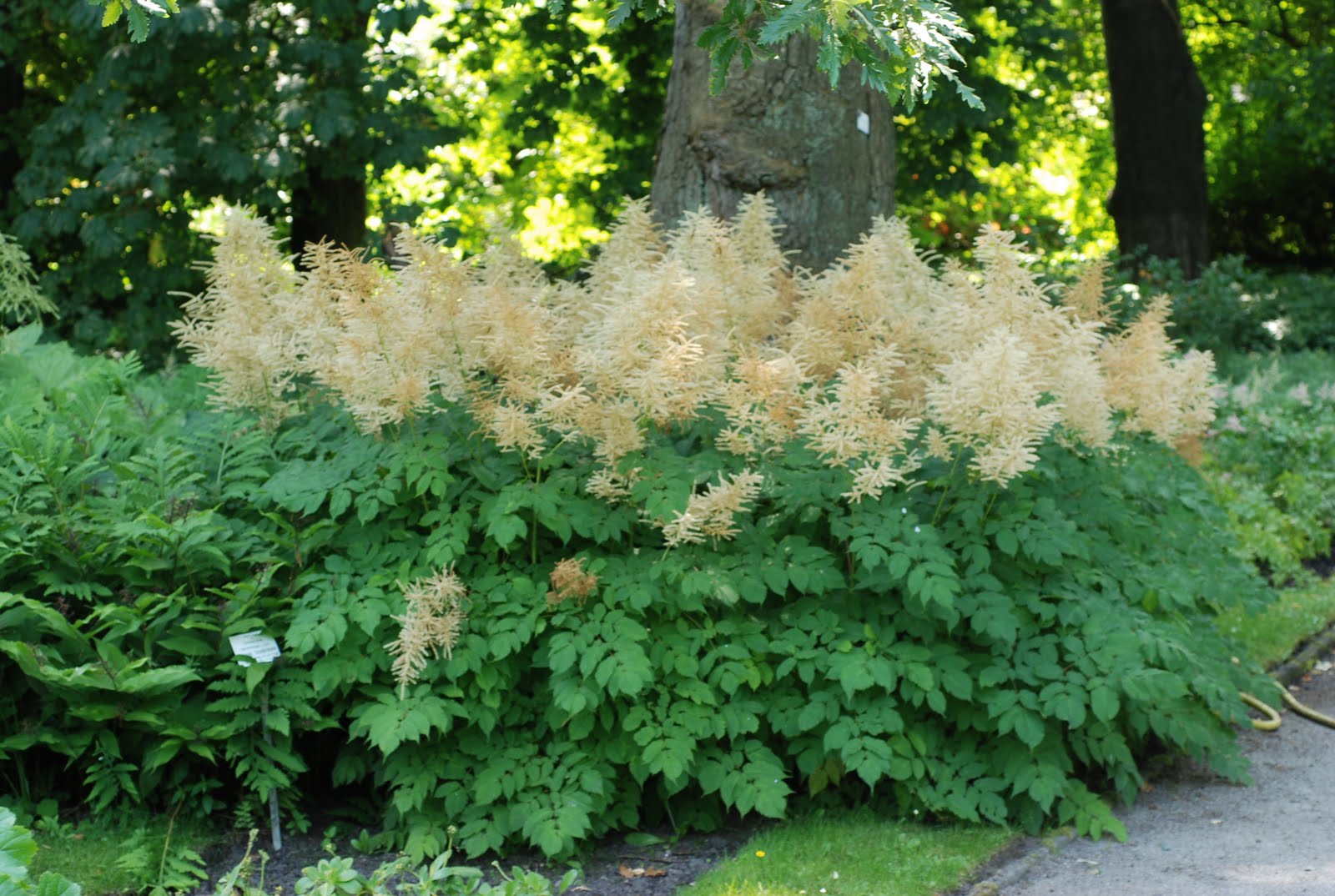 Lifestyle Garden German Goat�s Beards