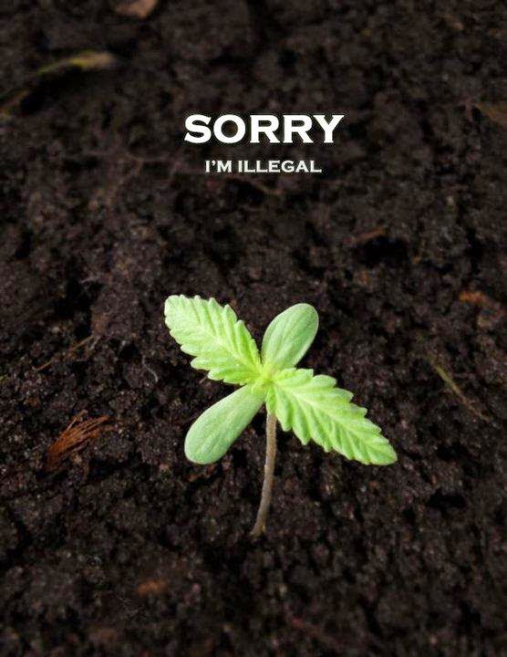 Culpar o usuário de #maconha é um raciocínio estúpido. As pessoas que fumam maconha compram-na de traficantes porque é proibido, no Brasil, plantar uma planta. Culpar o usuário de #maconha é um raciocínio estúpido. As pessoas que fumam maconha compram-na de traficantes porque é proibido, no Brasil, plantar uma planta.
