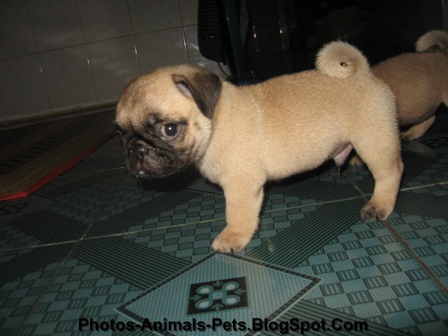 do pugs stay small miniature pug dogs pictures breeds picture do pugs stay small miniature pug dogs pictures breeds picture