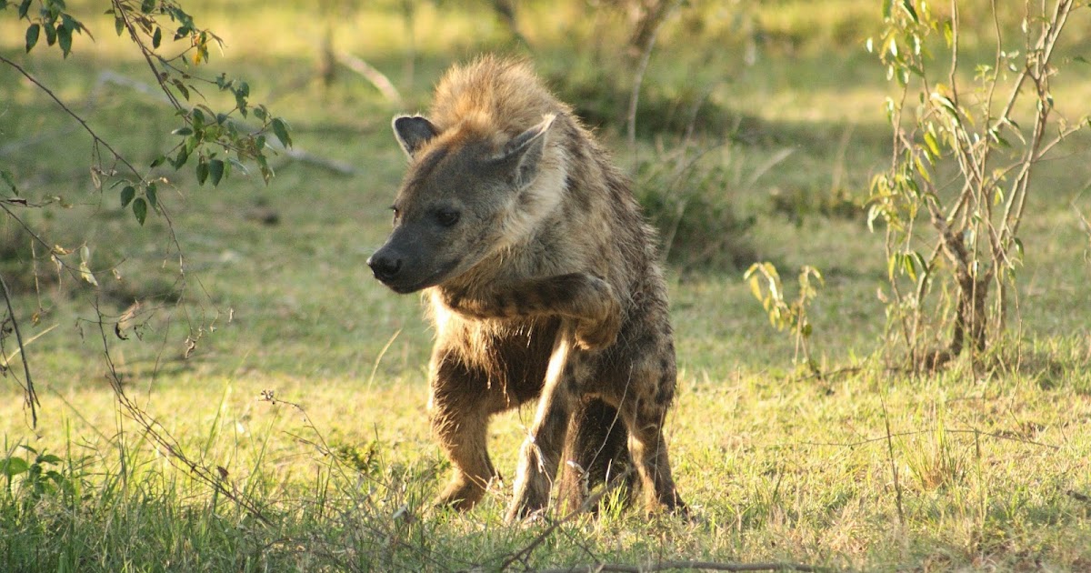 Notes From Kenya MSU Hyena Research A Dating Guide for Male Hyenas