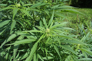 Aquarius Dawn Nancy Blog Cannabis Sativa Image from Wikipedia