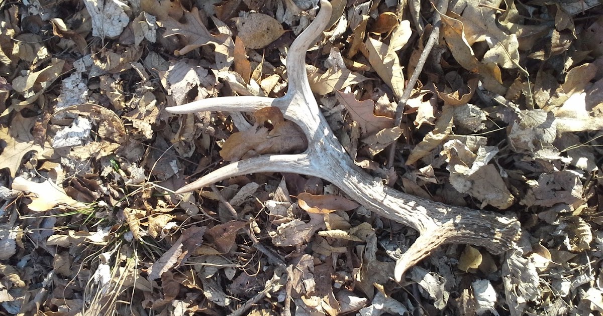 The Show Me Fly Guy Deer Antler Fly Tying Tool Holder