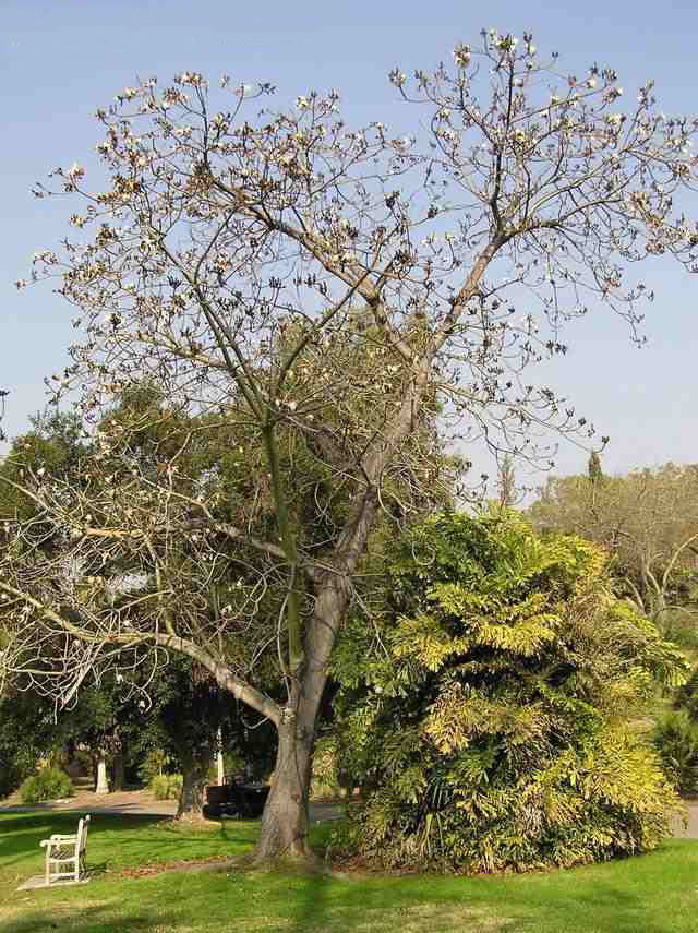 PlantWerkz Shaving Brush Tree Pseudobombax Ellipticum