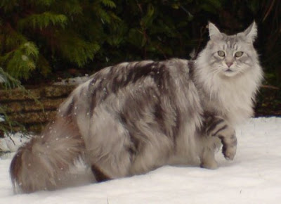 Inilah Maine Coon, Kucing Rumahan Terbesar di Dunia Inilah Maine Coon, Kucing Rumahan Terbesar di Dunia