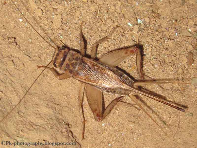Indian House Cricket (Gryllodes supplicans) Nature, Cultural, and