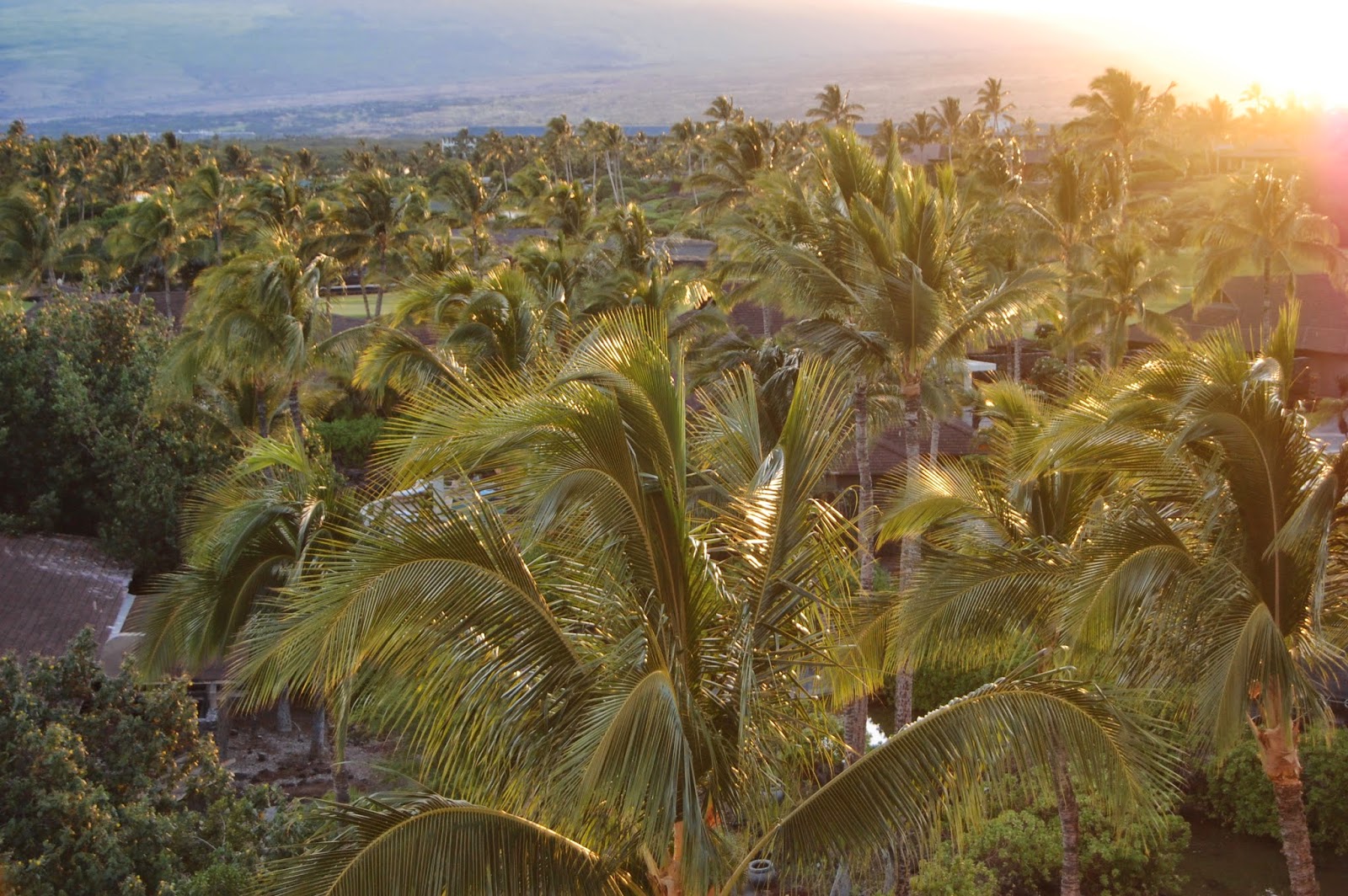 I Heart Hawaiian Gardens Northern California Style