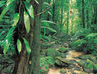 3d-living-Rainforest-Screensavers-Wallpaper