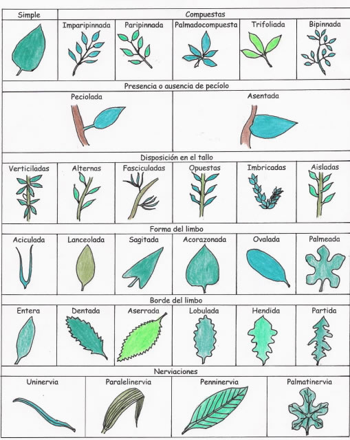 CLASES DE HOJAS VEGETALES clases de hojas vegetales: