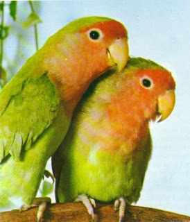 animal a day february 2011 animal a day february 2011